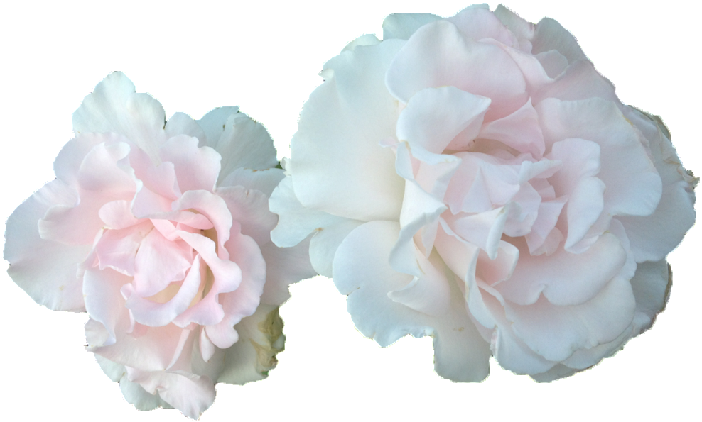 Dos Rosas Y Flores Blancas Con Un Png Transparente - Carnation (1024x768), Png Download
