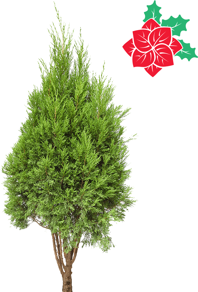 Natural Cypress Christmas Tree 4-5ft - Küçük Agaç Resimleri (847x1000), Png Download