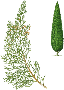Cypress - Albero Cipresso Png (500x388), Png Download