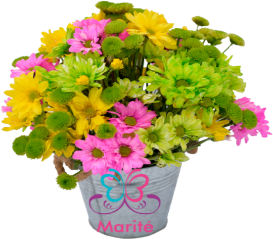 Balde De Maules - African Daisy (640x480), Png Download