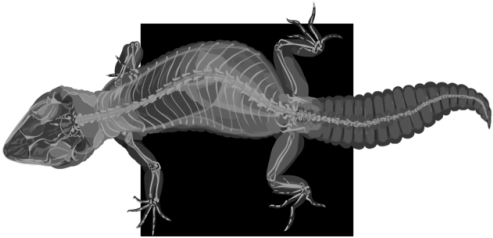 Leopard Gecko Skeleton That I Made Based Off Of My - Art (500x500), Png Download