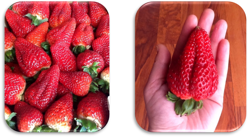 Fresas - Fresa's 9th & Lamar (841x467), Png Download