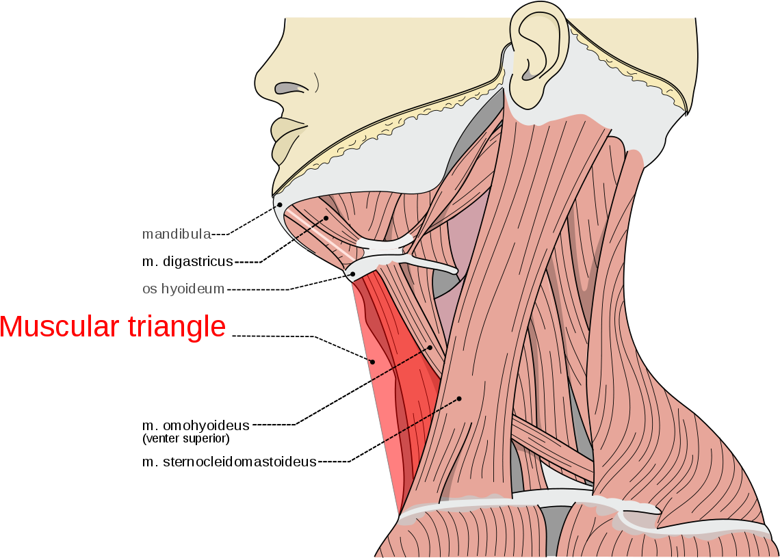 Muscular Triangle (1200x815), Png Download