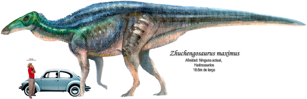 Zhuchengosaurus Maximus A Escala, Basado En Un Hadrosaurio - Shantungosaurus Giganteus (640x207), Png Download