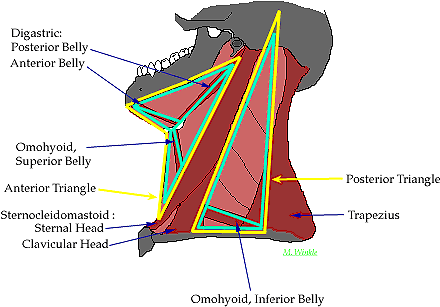 Nice Work - Posterior And Anterior Triangle (454x316), Png Download