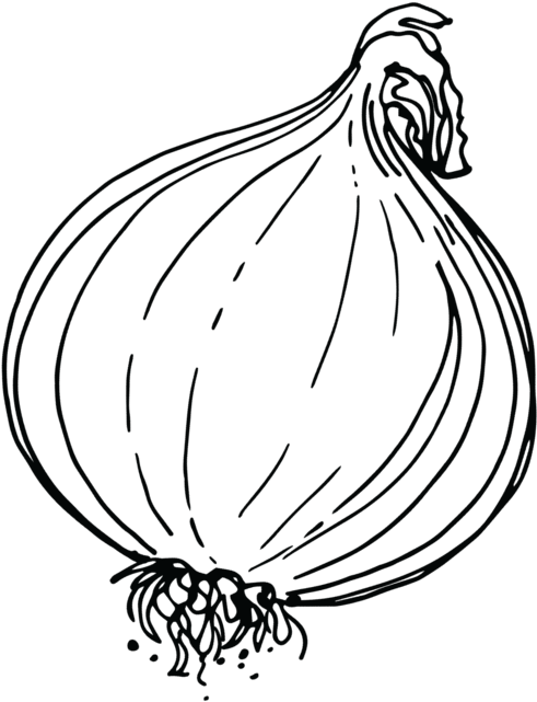 Shallot (1000x1200), Png Download