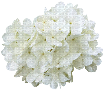 Flores Blancas,adolgian - Cherry Blossom (400x369), Png Download