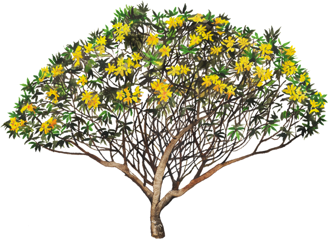 Red Frangipani (750x502), Png Download