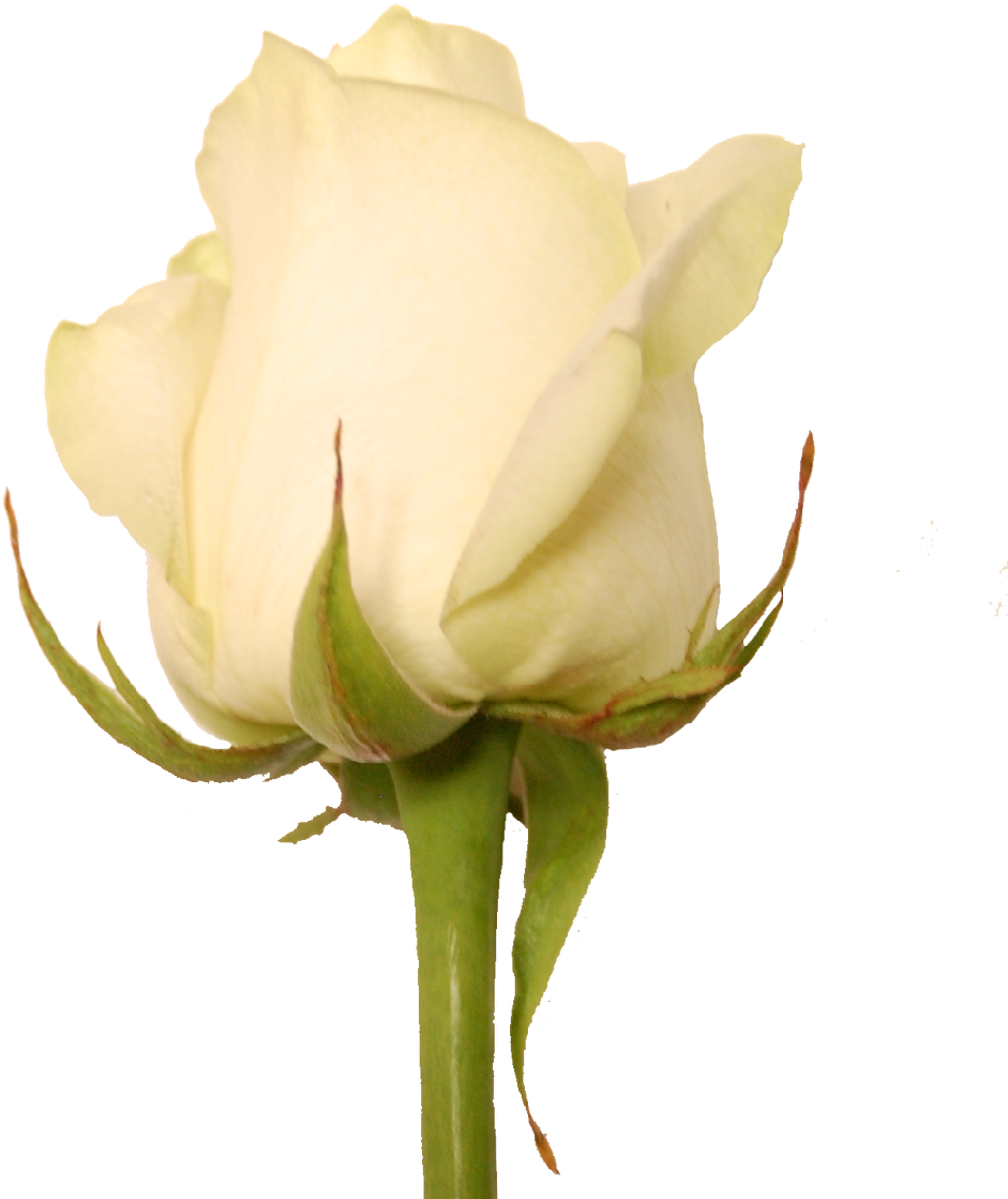 Com Invernaderos Garcia Created By Based On Clothing - Boton De Rosa Blanca (1024x1213), Png Download