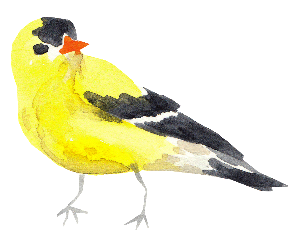 Png De Ornamento Transparente Para O Passarinho Amarelo-preto - Clip Art (1024x797), Png Download