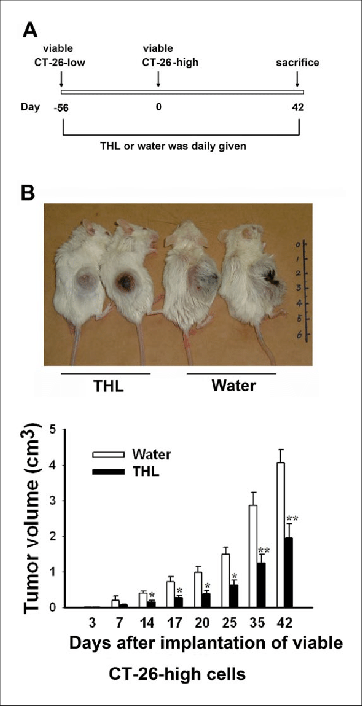 Tien Hsien Liquid Inhibited The Growth Of Ct26 High - Syngenic (711x1384), Png Download