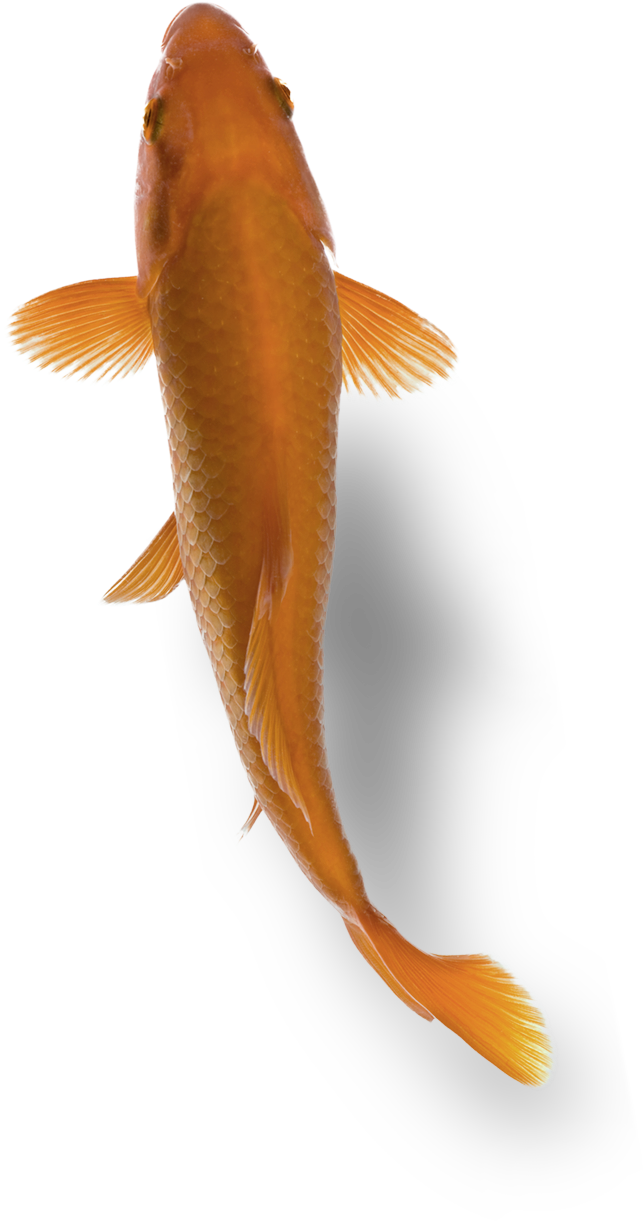 Fish - Bony-fish (675x1317), Png Download