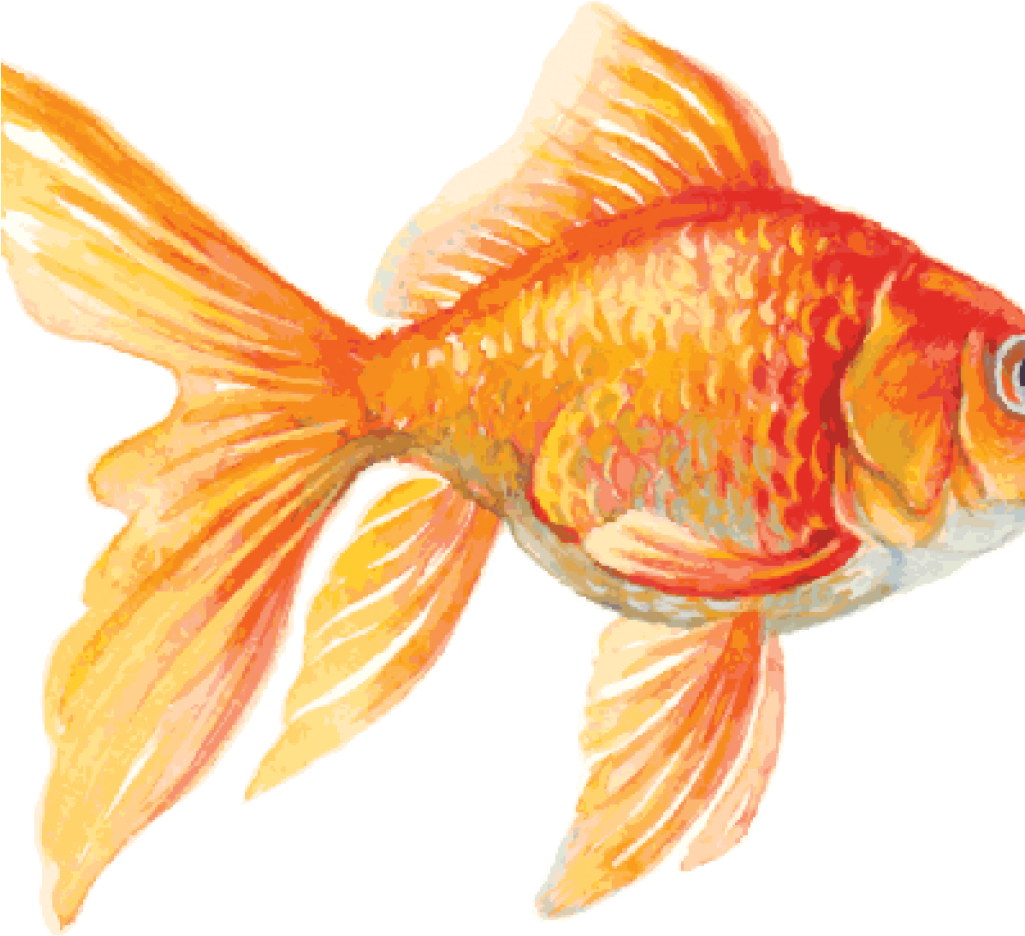 Goldfish Clip Art 15 Goldfish Clipart For Free Download - Goldfish Clipart (1024x1024), Png Download