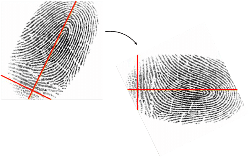 Semi-automated Alignment Of Crease Lines Along The - Diagram (850x537), Png Download