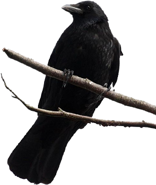 Crows - Crow On A Branch Png (322x398), Png Download