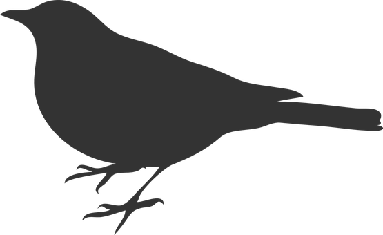 Picture Royalty Free Bird Grey Crow Raven - Bird Silhouette Clip Art (555x340), Png Download