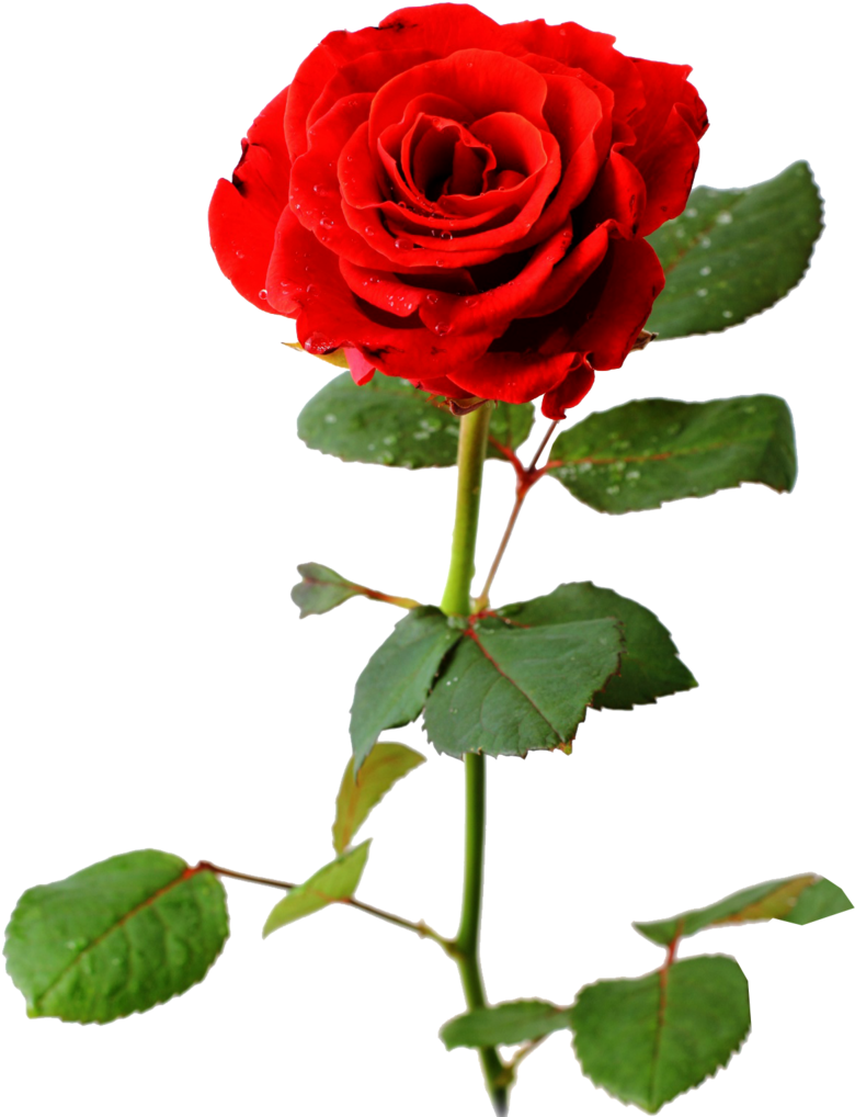 Rose Sur Fond Blanc 1358589715 60 - Am Sorry I Misunderstood You (800x1052), Png Download