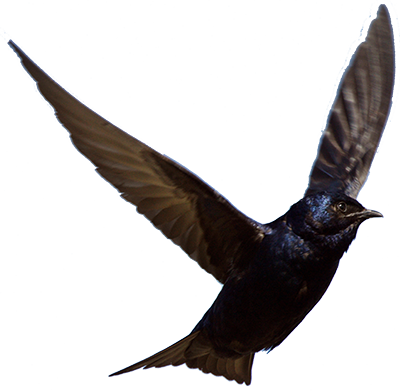 Email Signup - Purple Martins. The Complete Guide. Includes Info S, (400x391), Png Download