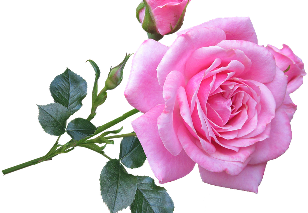 Pink Rose Stem Free Photo On Pixabay - Good Morning Images Gif (1368x855), Png Download