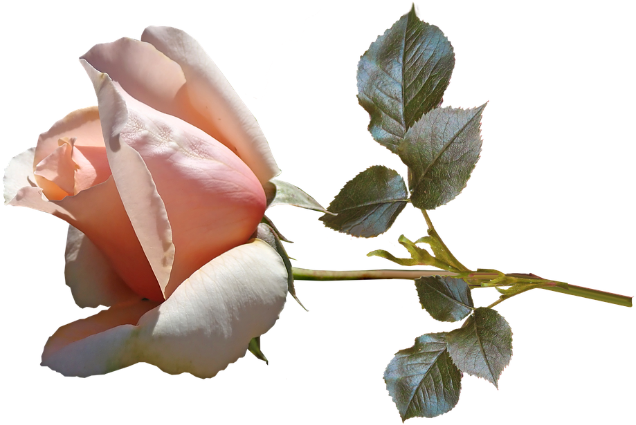 Flower, Rose, Bud, Stem, Perfume, Garden, Nature - Perfume (960x626), Png Download