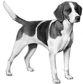 English Fox Hound - English Foxhound (450x360), Png Download
