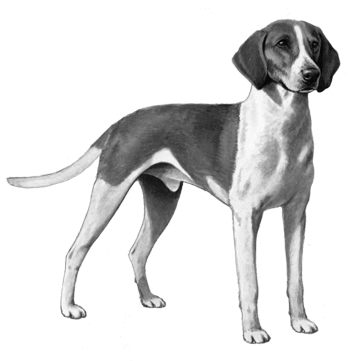 American Foxhound - B&w - American Fox Hound (450x360), Png Download