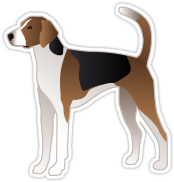 American Foxhound ❤ Find More Breed Collection Here - American Foxhound (375x360), Png Download