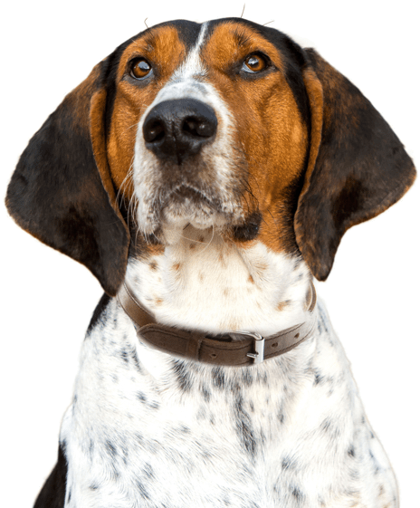 Treeing Walker Coonhound - Treeing Walker Coonhound Guide Treeing Walker Coonhound (558x585), Png Download