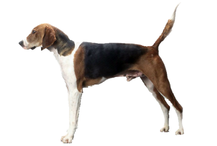 American Fox Hound Dog Photo - Fox Terrier (450x300), Png Download