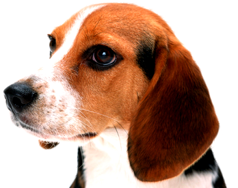 Dog - Sympathy - Dog Thoughts And Prayers Card (757x285), Png Download