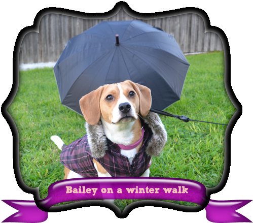 Exercising Your Dog In Tough Weather Conditions » Pet - Dog Breed (640x480), Png Download