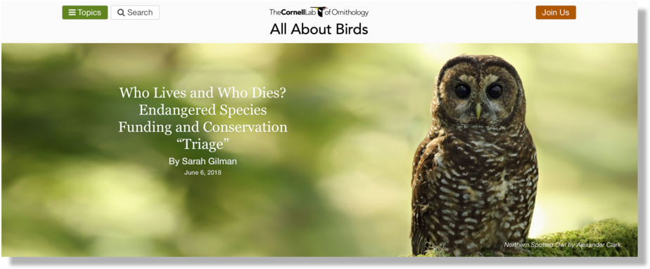 Living Bird Spotted Owl - Bird (1000x414), Png Download