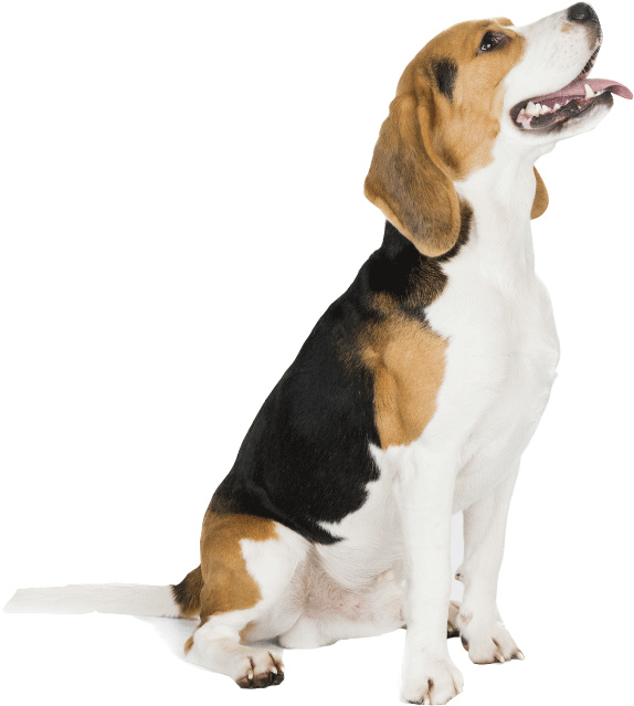 Training And Obedience - English Foxhound (588x654), Png Download