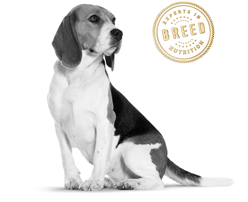 Beagle - Royal Canin Beagle Adult (513x486), Png Download