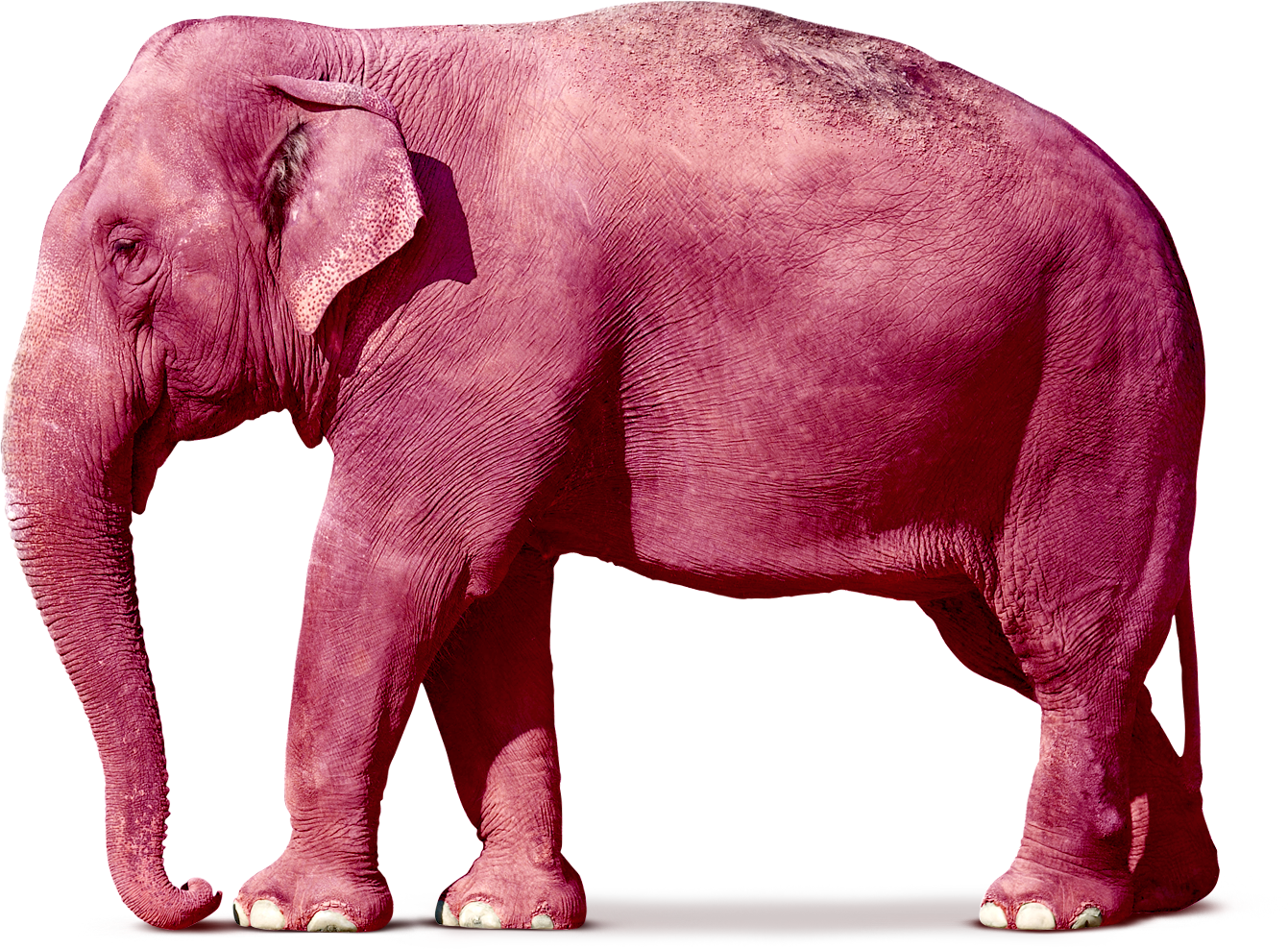Розовые слоны. Слон без фона. Розовый слоник. Розовый слон. Розовая слониха.