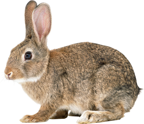 Download Png Image - Rabbit Png (500x430), Png Download