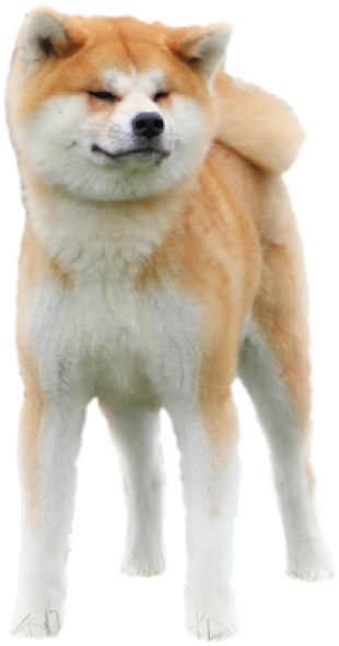 Copyright - - Akita Png (310x590), Png Download
