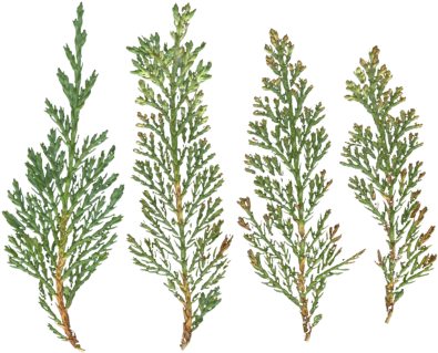 Mainpicture - Christmas Tree (400x333), Png Download