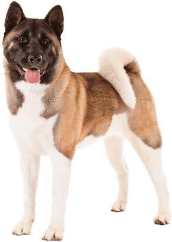 Akita Dog Png (530x353), Png Download