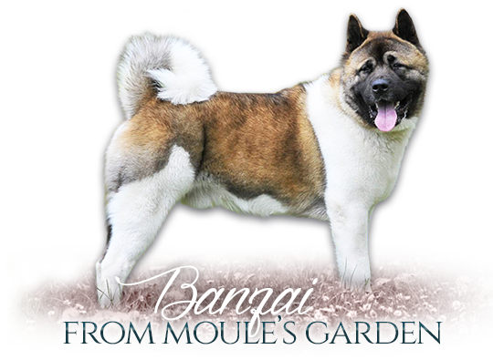 American Akita Banzai From Moule's Garden - Vaiden (540x395), Png Download