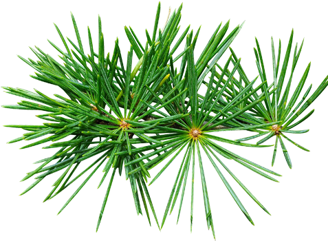 Cedarwood - Aromatherapy (476x476), Png Download