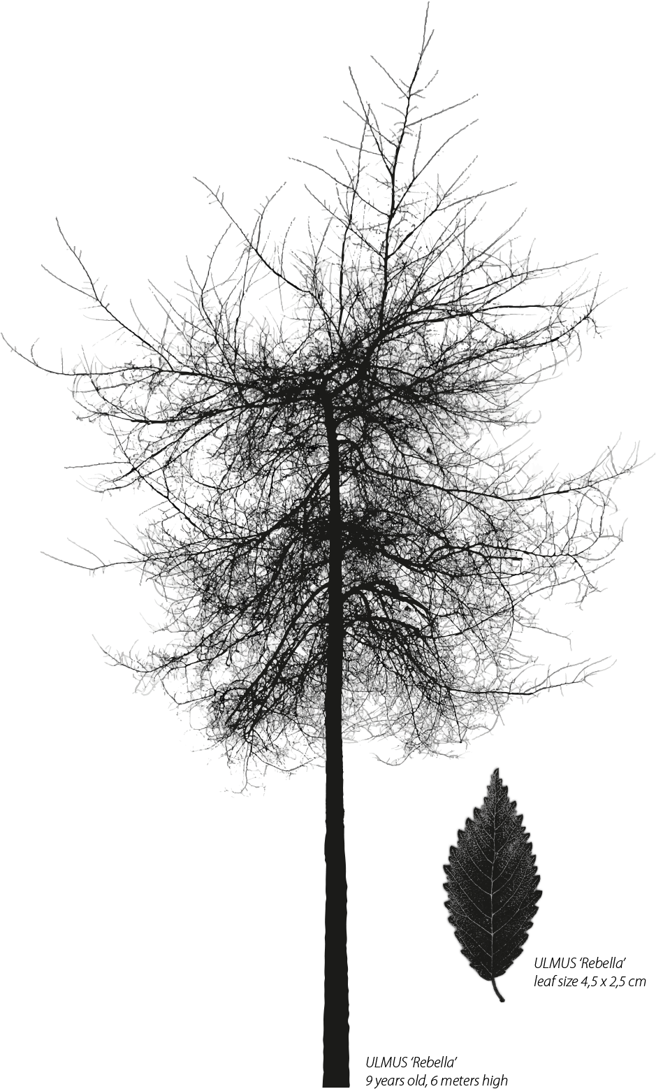 Georgia Pine (948x1600), Png Download