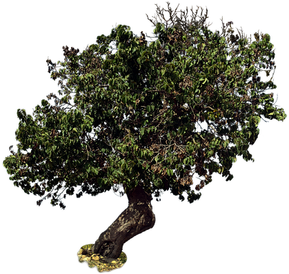 Mulberry (640x397), Png Download