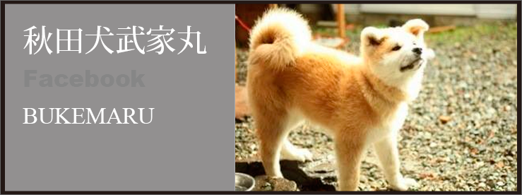 Akita Dog Bukemaru - Hokkaido (739x276), Png Download