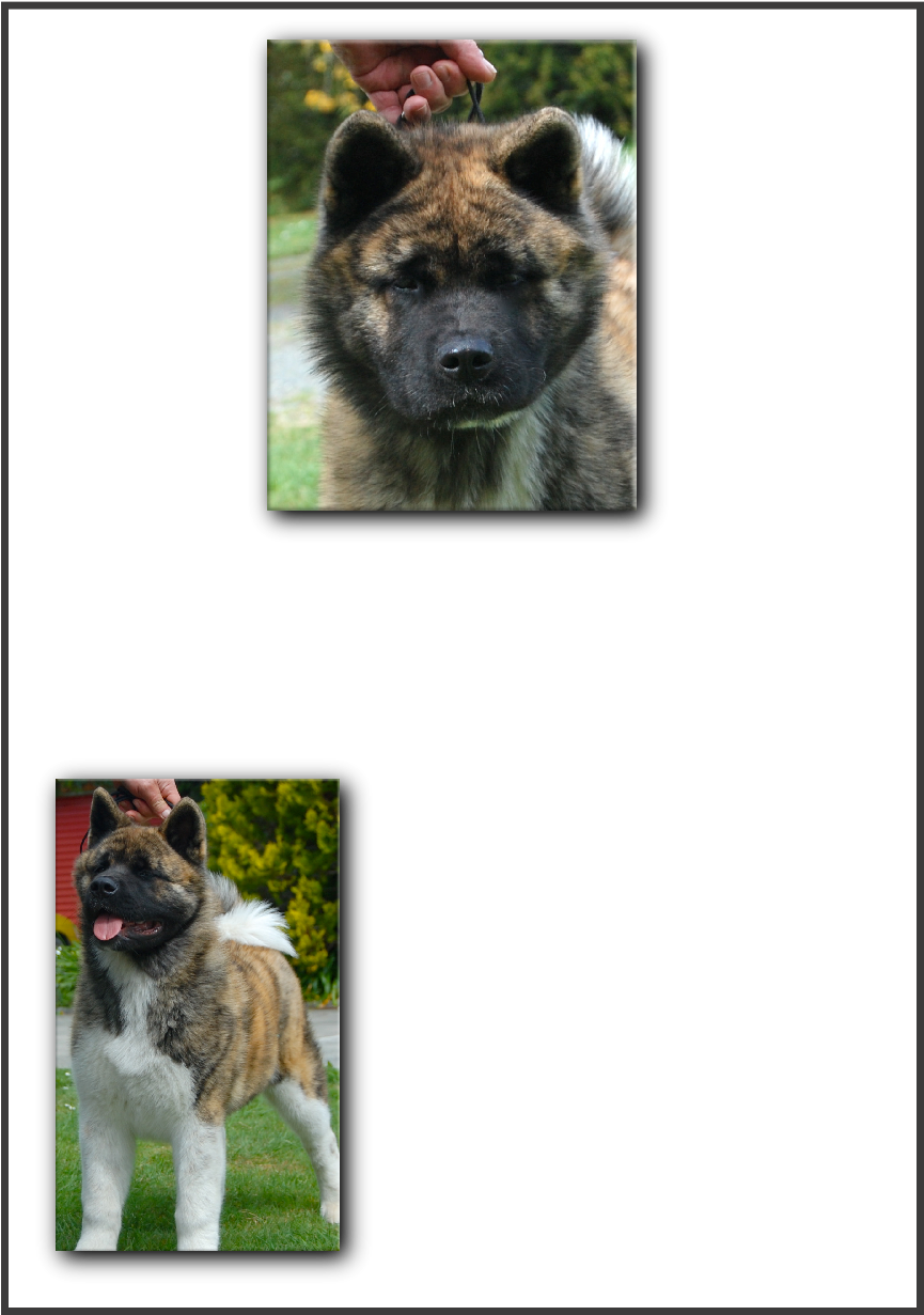 Arvon Akitas (864x1239), Png Download