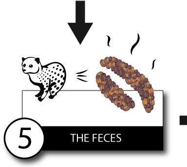 Normally They Prefer To Eat Just The Ripest Coffee - Luwak Coffee Making Process (401x352), Png Download