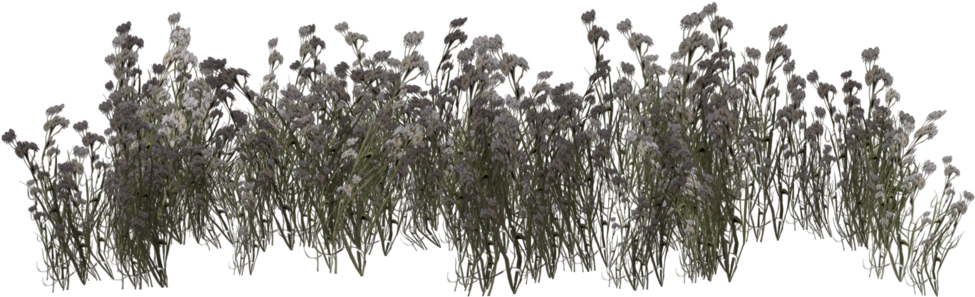 Grassland Png - Willow (1024x639), Png Download