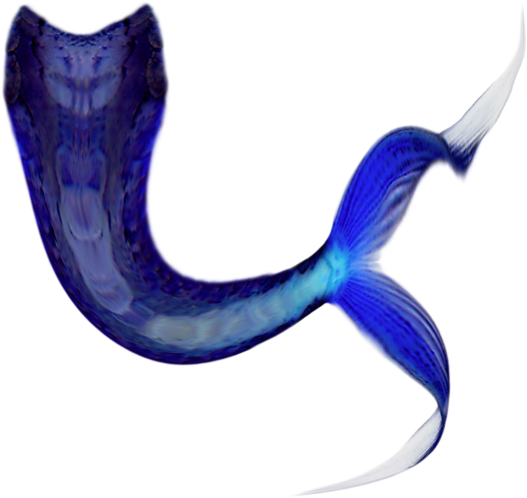 Share This Article - Mermaid Tail Brushes Photoshop (2050x2050), Png Download