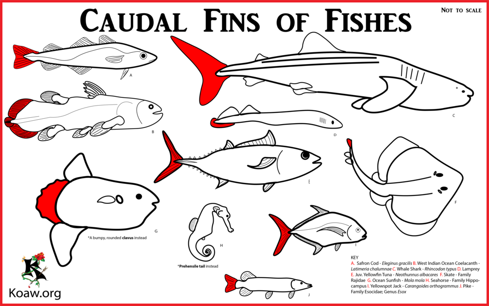Caudal Fins With Multiple Species - Fish Fin (1000x626), Png Download