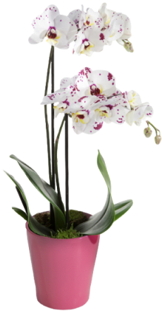White Tiger Orchid - Orchidée Blanche Png (480x480), Png Download